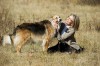 darling companion 1.jpg